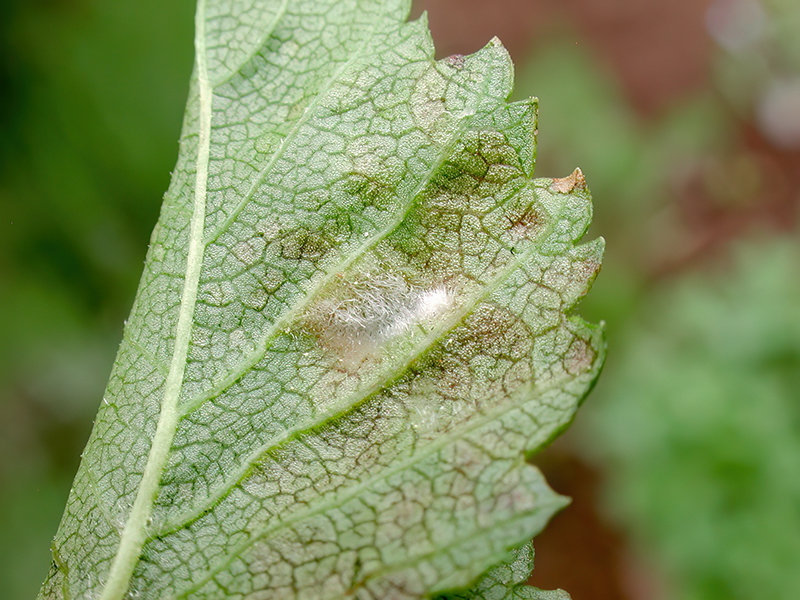 Tetraneura nigriabdominalis (Unterseite)