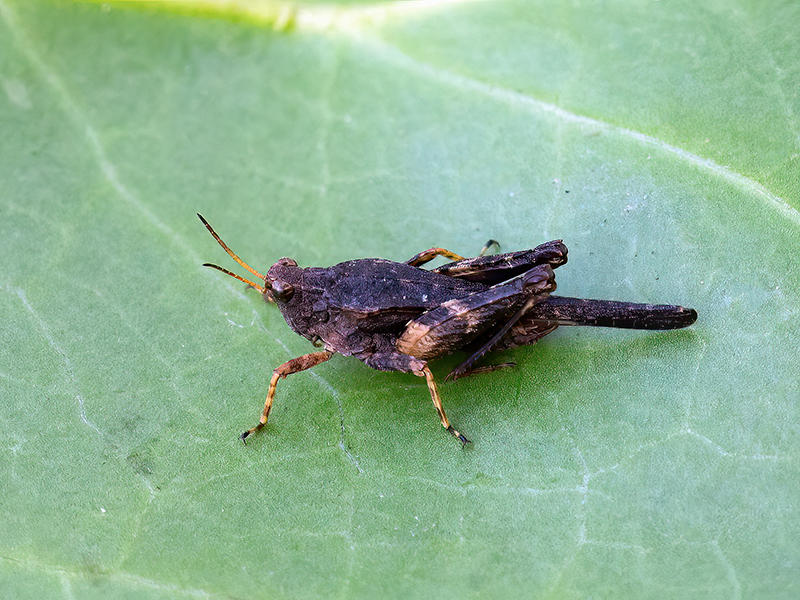 Tetrix subulata