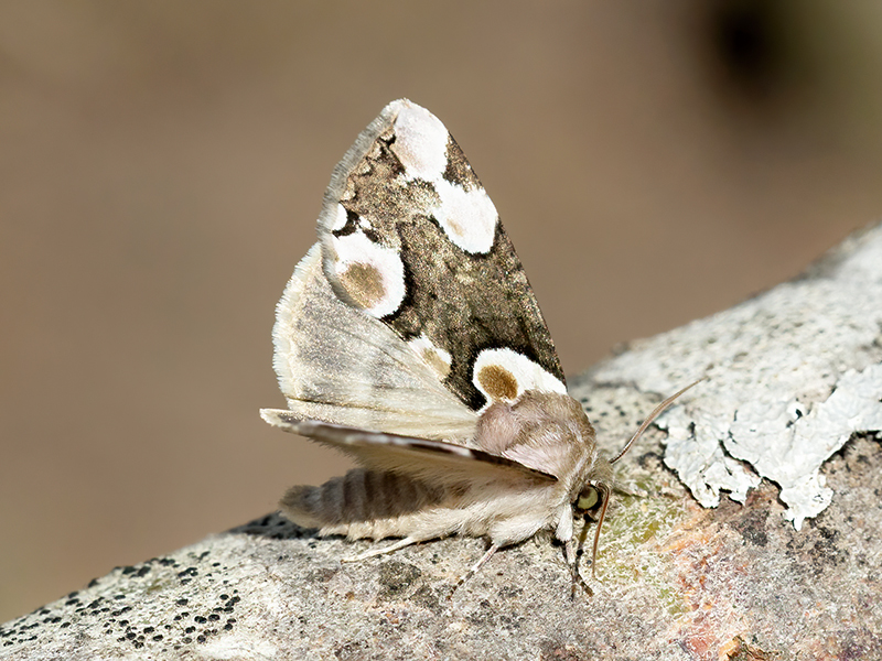 Thyatira batis