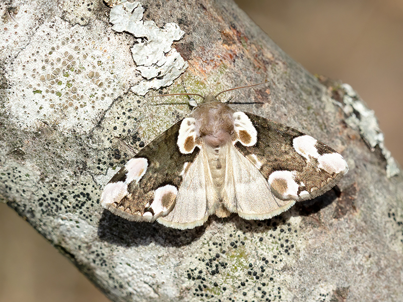 Thyatira batis