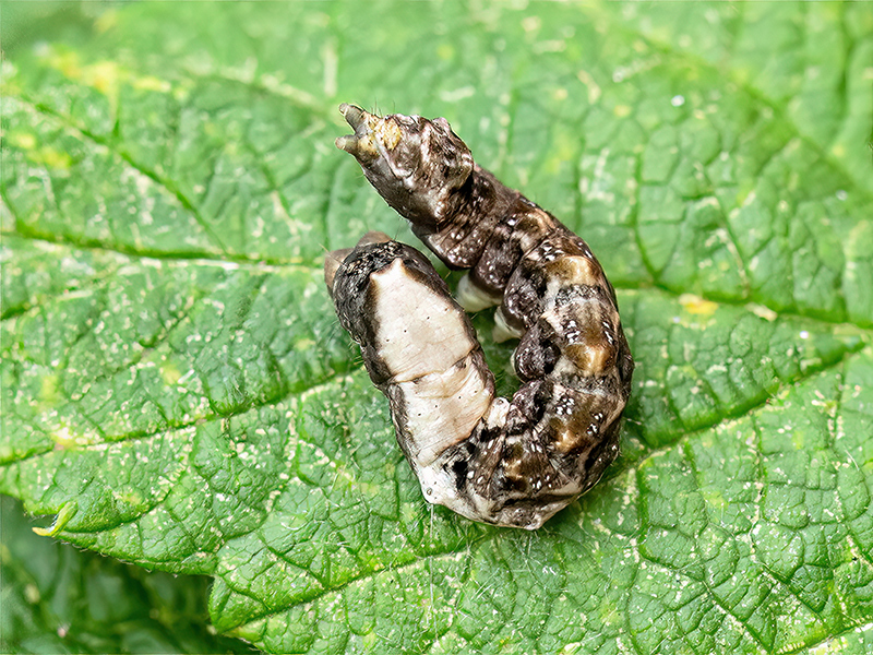 Thyatira batis (Jungraupe)