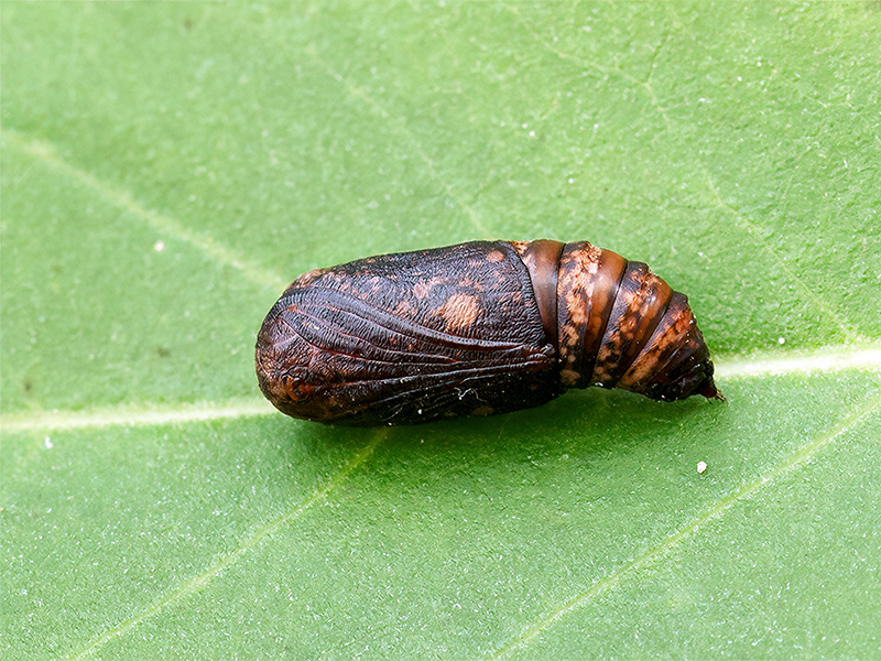 Thyatira batis (Puppe)