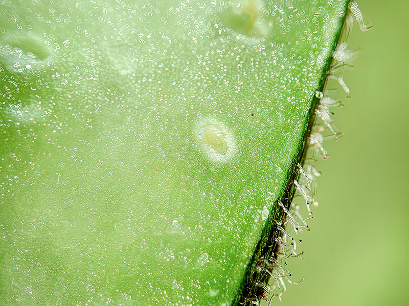 Timaspis lampsanae (Larve)