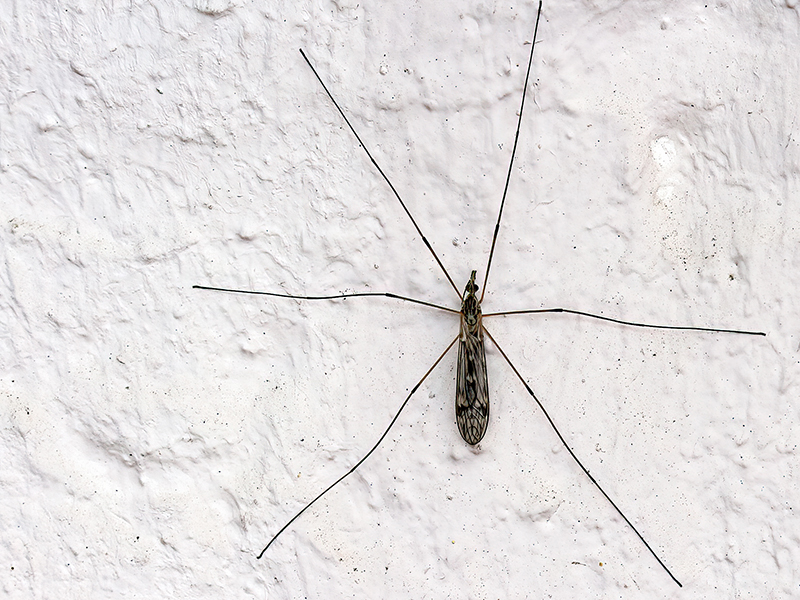 Tipula confusa