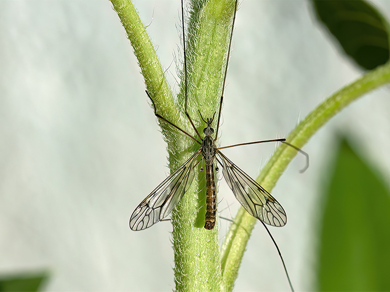 Tipula confusa (Männchen)