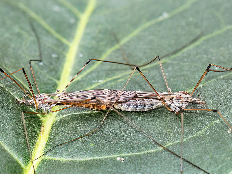 Tipula confusa (Paarung)