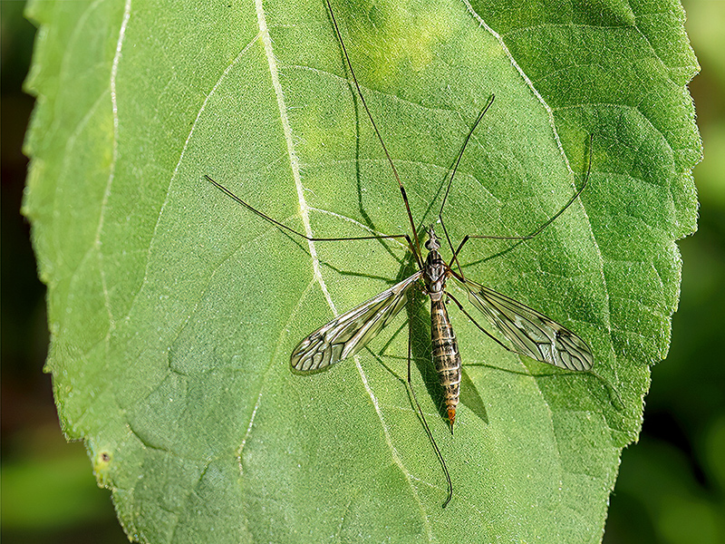 Tipula confusa (Weibchen)
