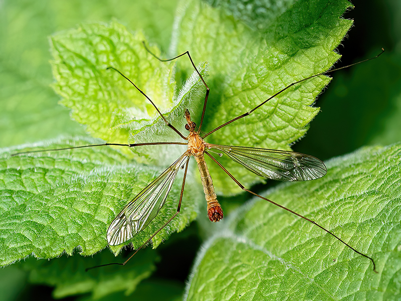 Tipula lunata (Männchen)