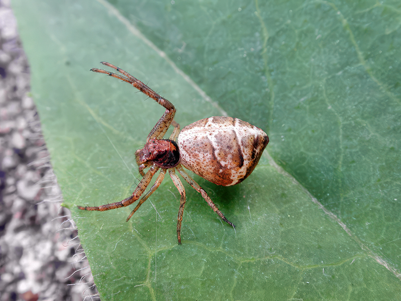 Tmarus piger