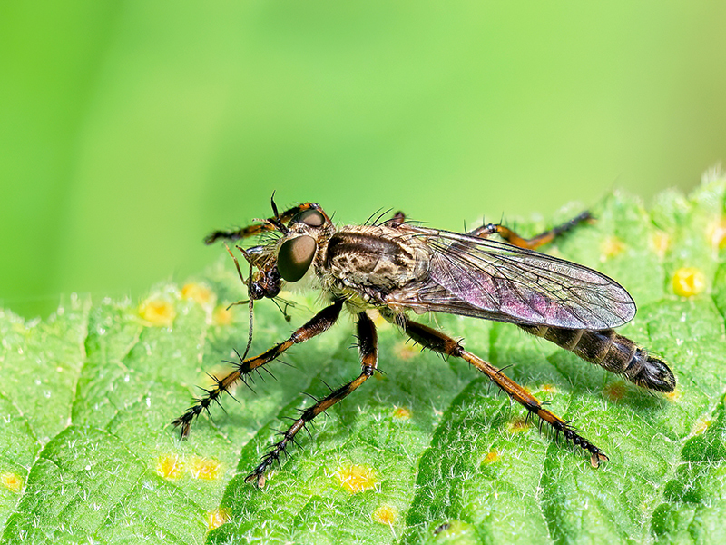 Tolmerus cingulatus (Männchen)