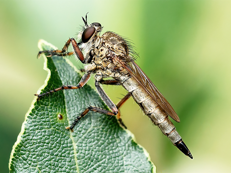 Tolmerus cingulatus (Weibchen)