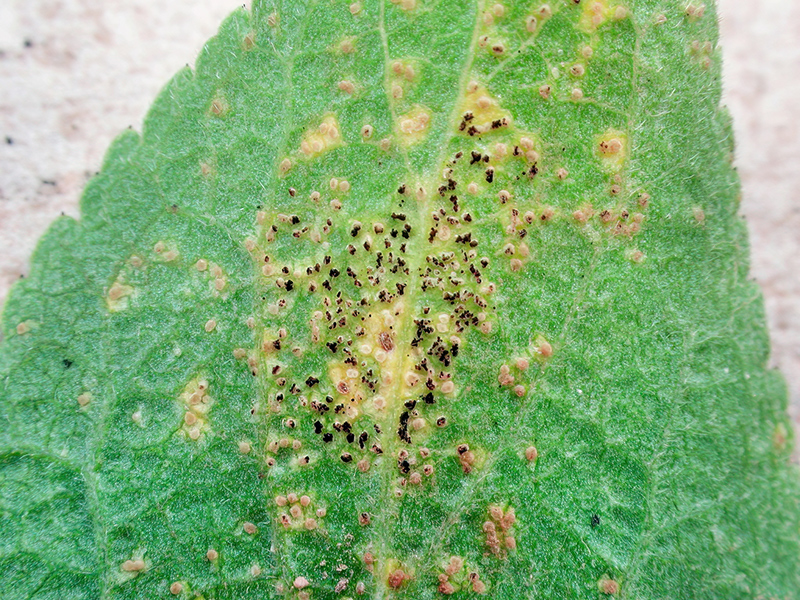Tranzschelia discolor