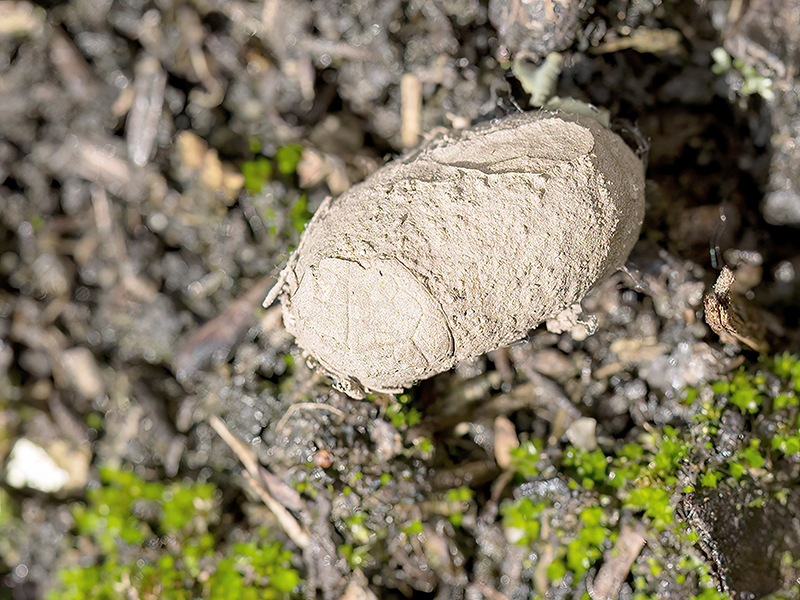 Trichiura crataegi (Kokon)