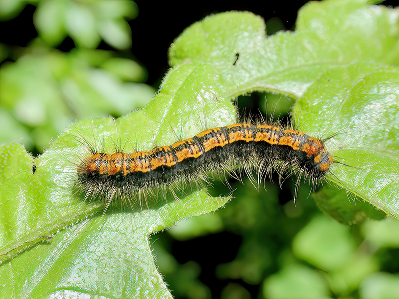 Trichiura crataegi (Raupe)