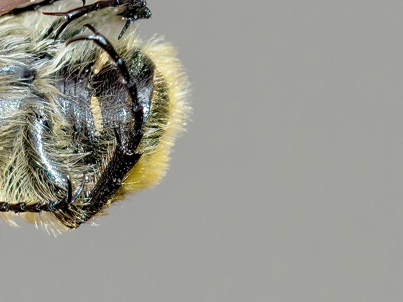 Trichius gallicus (Abdomen)