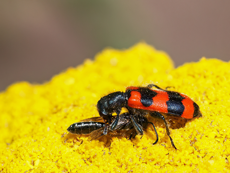 Trichodes apiarius (mit Sapygina decemguttata als Beute)