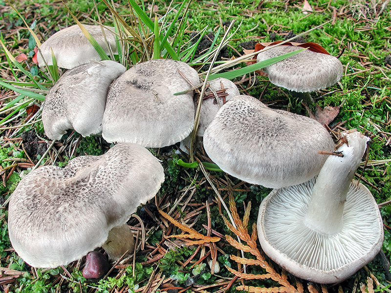 Tricholoma scalpturatum