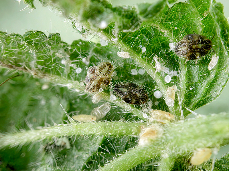 Trioza urticae (Nymphen)