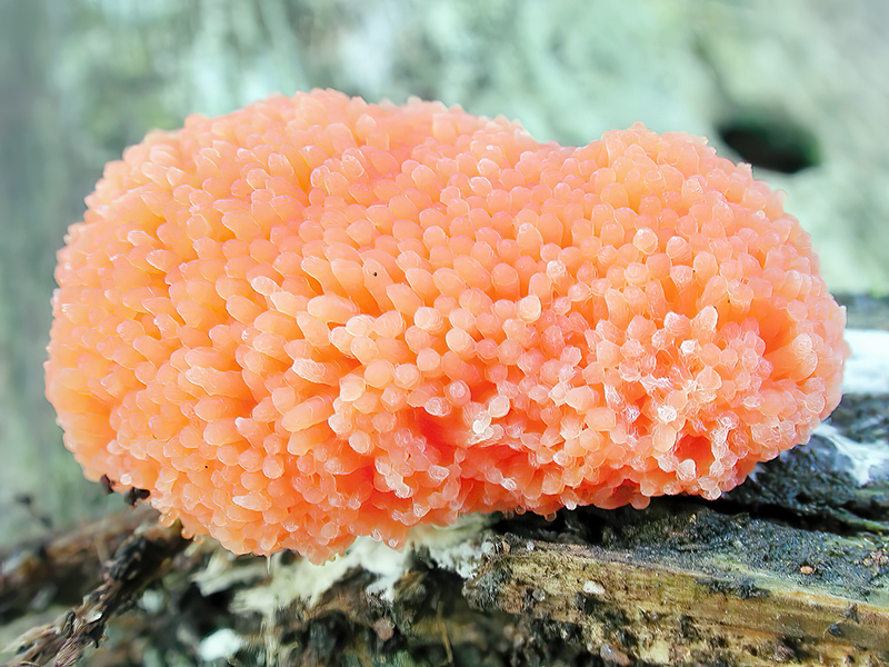 Tubulifera arachnoidea