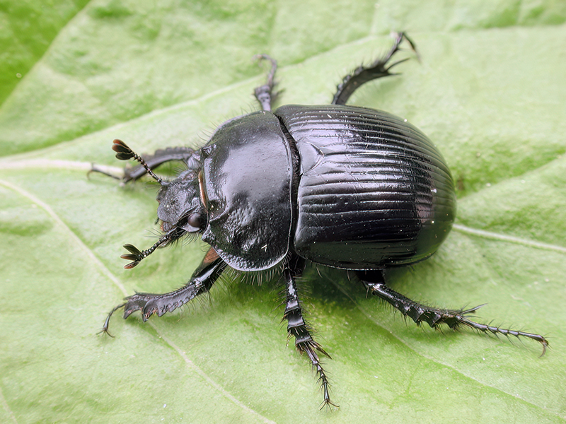 Typhaeus typhoeus (Weibchen)