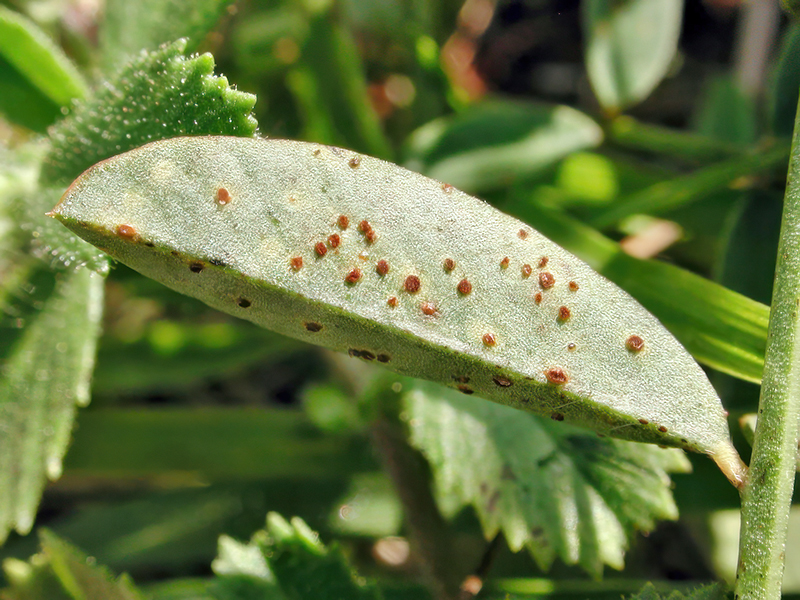 Uromyces onobrychidis
