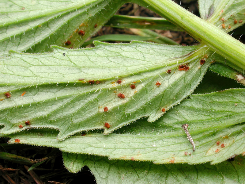 Uromyces valerianae