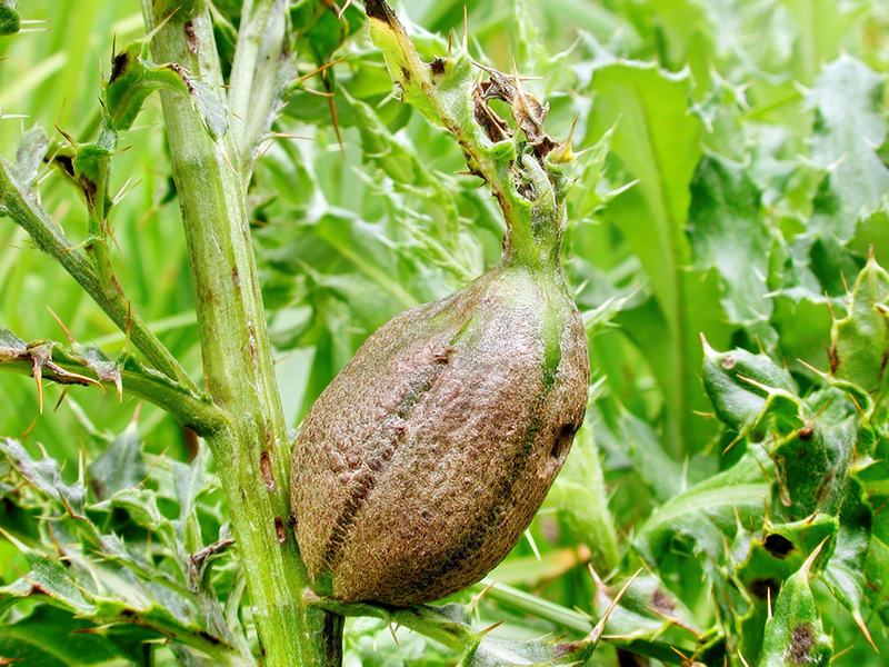 Urophora cardui