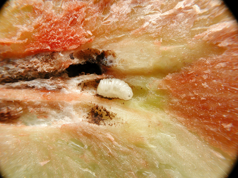 Urophora cardui (Larve)