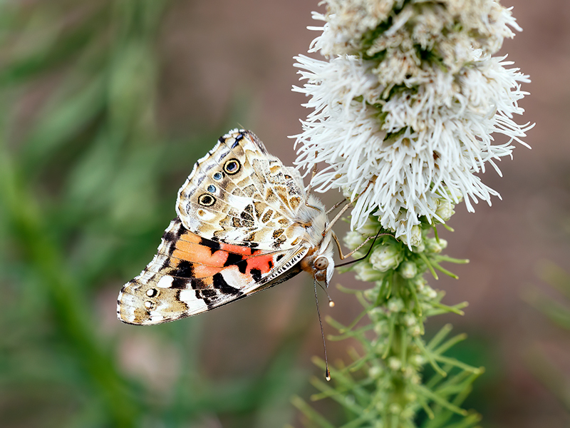 Vanessa cardui