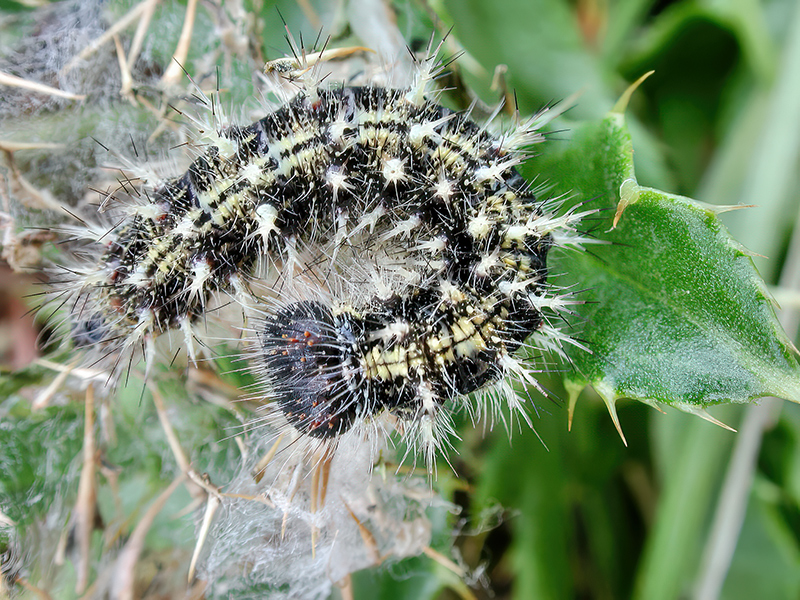 Vanessa cardui (Raupe)