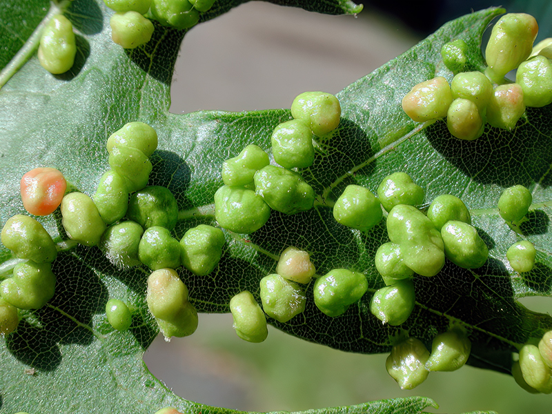 Vasates quadripedes