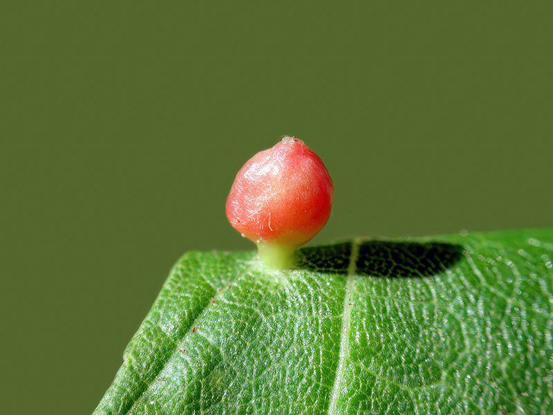 Vasates quadripedes