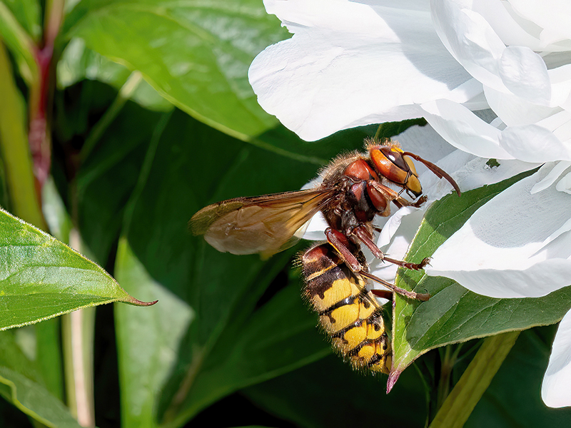 Vespa crabro