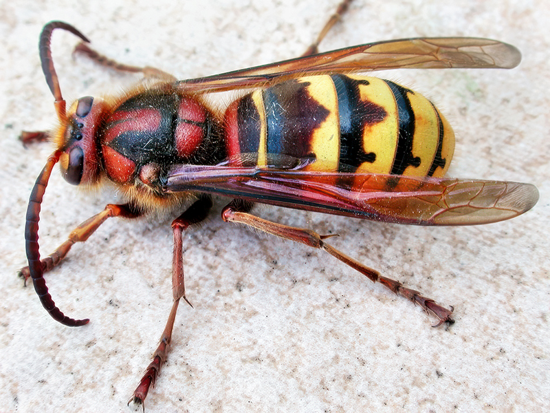 Vespa crabro