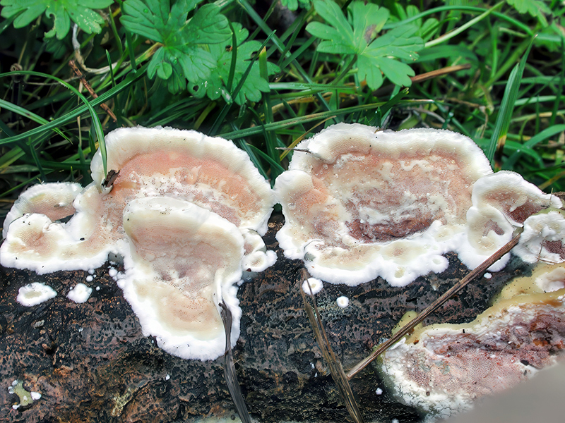 Vitreoporus dichrous