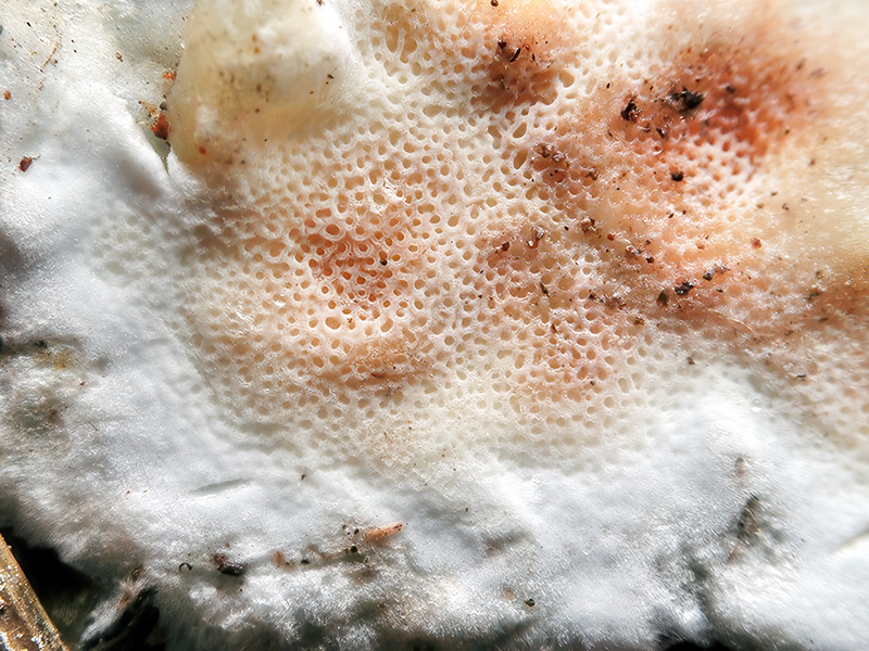 Vitreoporus dichrous