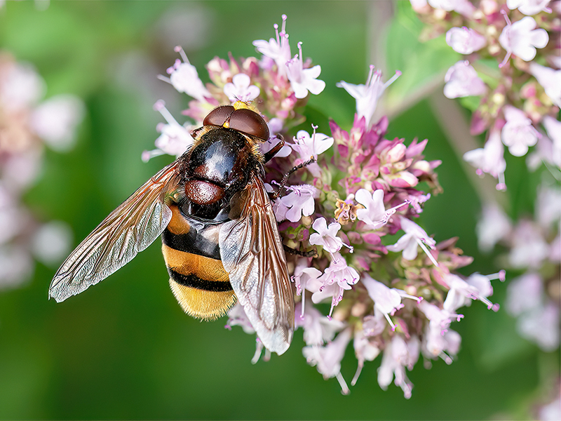 Volucella zonaria (Männchen)
