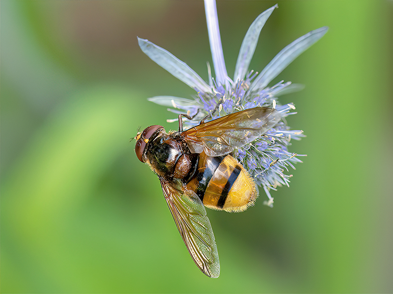 Volucella zonaria (Männchen)