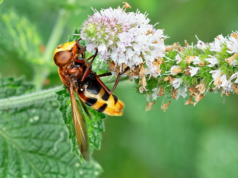 Volucella zonaria (Weibchen)
