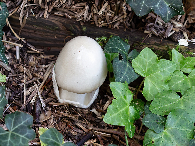 Volvopluteus gloiocephalus (sehr junger Fruchtkörper)