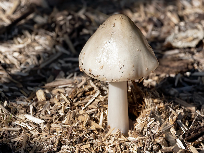 Volvopluteus gloiocephalus (junger Fruchtkörper)