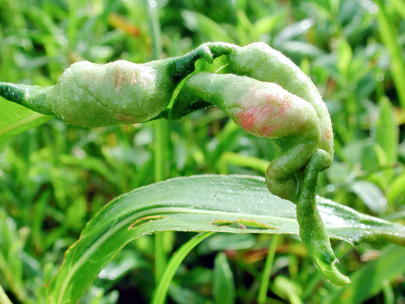Wachtliella persicariae