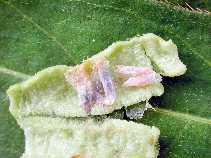 Wachtliella persicariae (Kokons)