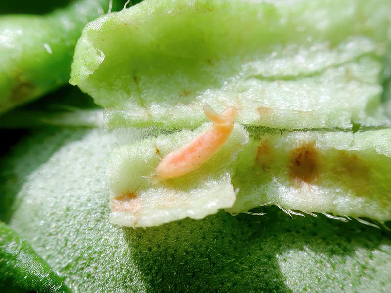 Wachtliella persicariae (Larve)