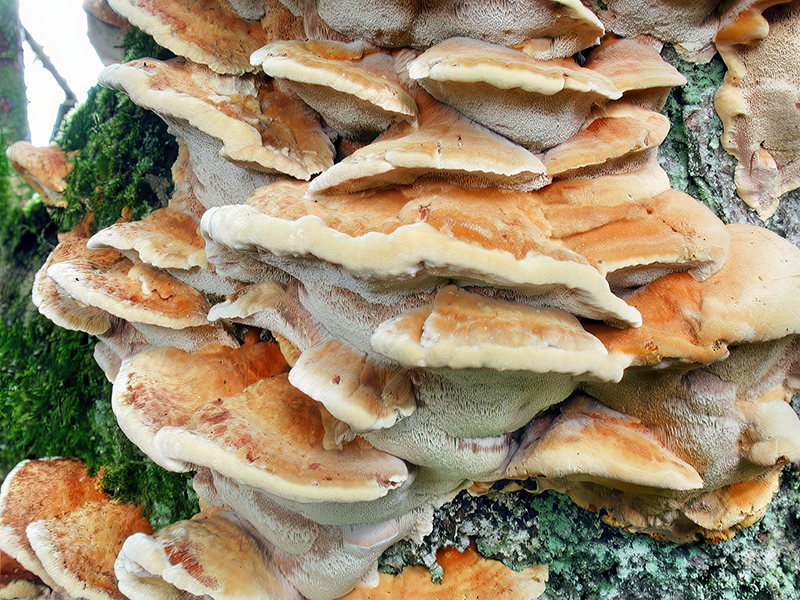 Xanthoporia radiata