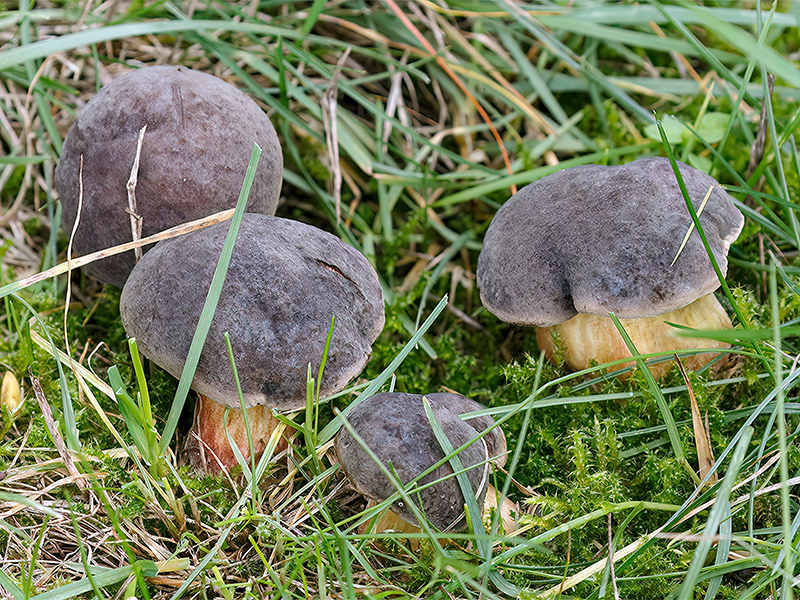 Xerocomellus chrysenteron