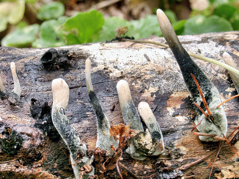 Xylaria longipes