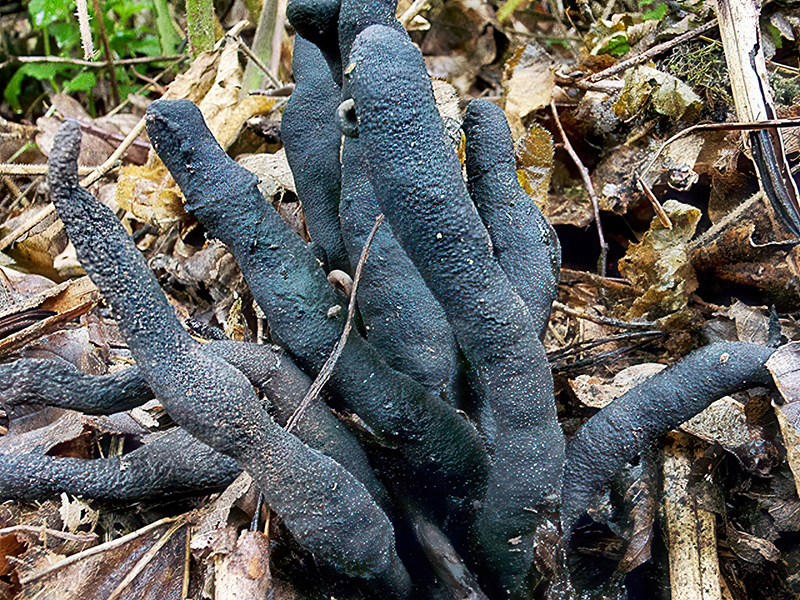 Xylaria polymorpha