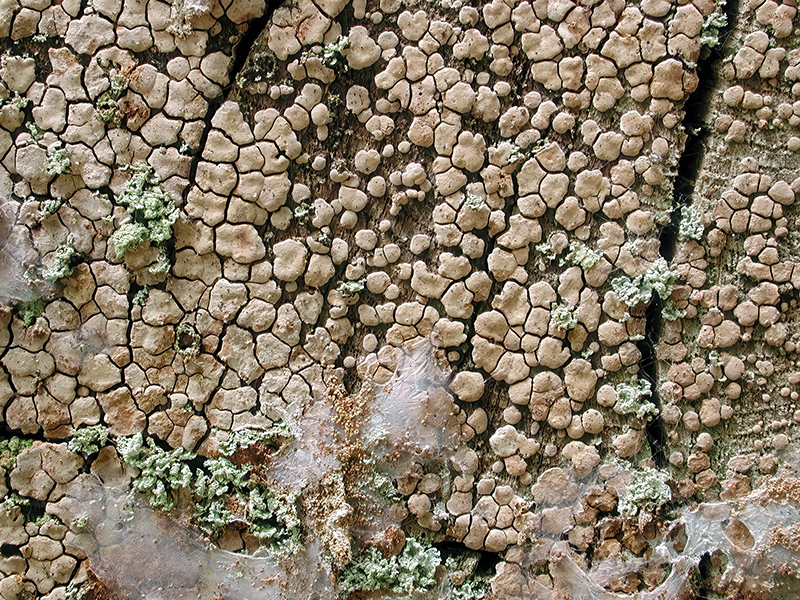 Xylobolus frustulatus