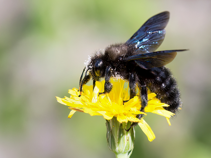 Xylocopa violacea (Männchen)